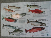 Fish that spawn at the Hatchery