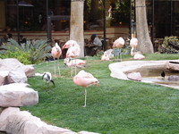 Flamingos in the habitat
