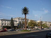 A plastic Palm tree in the middle of the city?!?