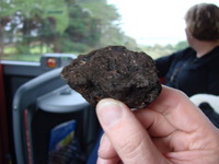 A clump of peat