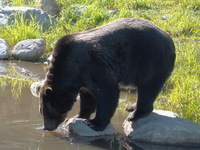 Thirsty Bear