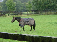 Invinsible Spirit - Euroupe's most expensive stallion