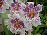 Akatsuka Orchid Garden