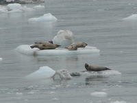 Lazy Seals