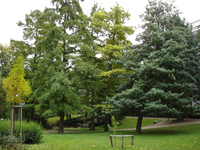Fern trees in city centre park