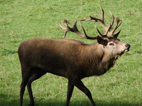 Our not so friendly pappa moose - warning his doe's to stay away from us