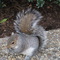 5793b2e24b-hungry_squirrel_-_tried_to_run_up_my_leg