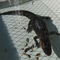 653e49d816-the_only_gator_we_saw_today_was_the_one_in_the_pen_at_the_dock_-_ali